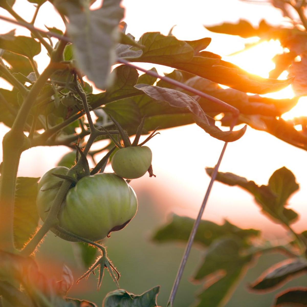 Eine komisch geformte Tomate hängt an einem Tomatenstock