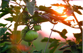 Eine komisch geformte Tomate hängt an einem Tomatenstock