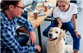 Eine Frau und ein Mann lächeln den Hund am Arbeitsplatz an.